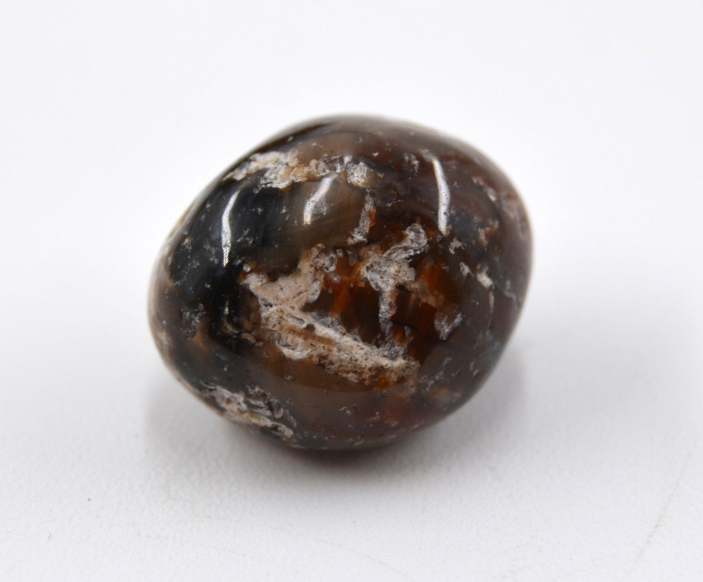 Ancient Echoes - Petrified Wood